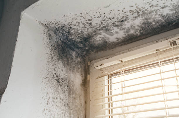Mold Removal service in Bulverde